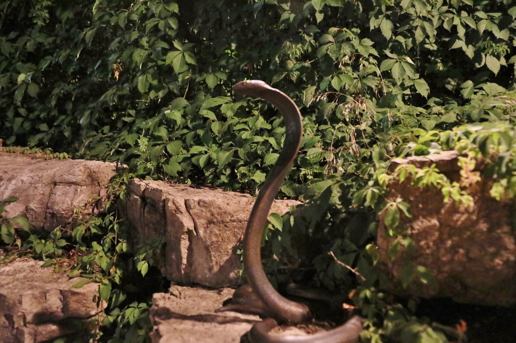 2018-Zoo-Ado-058.JPG
